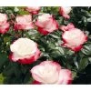 Nostalgie®-Edelrose Rosenromantik, 3er-Set -Pflanzenwelt Verkauf 7801541 PR DE 001 EdelroseNostalgieTantauRet 1