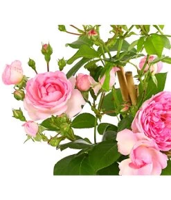 Kletterrosen 'Klettermaxe®' -Pflanzenwelt Verkauf 7801954 PR DE 001 KlettermaxeKordes5LiterKletterroseFlorentinaDehnerExpressHerzig