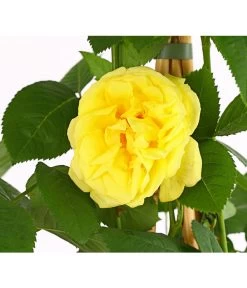 Kletterrosen 'Klettermaxe®' -Pflanzenwelt Verkauf 7801954 PR DE 001 KlettermaxeKordes5LiterKletterroseGoldenGateDehnerExpressHerzig