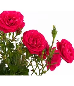 Kletterrosen 'Klettermaxe®' -Pflanzenwelt Verkauf 7801954 PR DE 001 KlettermaxeKordes5LiterKletterroseJasminaDehnerExpressHerzig