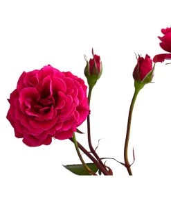 Kletterrosen 'Klettermaxe®' -Pflanzenwelt Verkauf 7801954 PR DE 002 KlettermaxeKordes5LiterKletterroseJasminaDehnerExpressHerzig