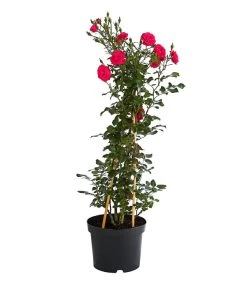 Kletterrosen 'Klettermaxe®' -Pflanzenwelt Verkauf 7801954 PR FS 001 KlettermaxeKordes5LiterKletterroseJasminaDehnerExpressHerzig