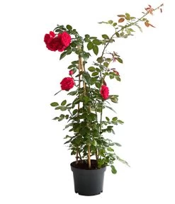 Kletterrosen 'Klettermaxe®' -Pflanzenwelt Verkauf 7801954 PR FS 002 KlettermaxeKordes5LiterKletterroseFlorentinaDehnerExpressHerzig