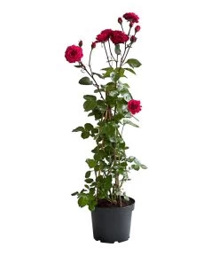 Kletterrosen 'Klettermaxe®' -Pflanzenwelt Verkauf 7801954 PR FS 002 KlettermaxeKordes5LiterKletterroseJasminaDehnerExpressHerzig