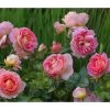 Edelrose 'Dornburger Schlossrose' 2 Edelrose 'Dornburger Schlossrose' -Pflanzenwelt Verkauf 7802093 WE MO 001 RosaRoseDornburgerSchlossrose4LRosenTantau