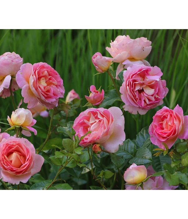 Edelrose 'Dornburger Schlossrose' 3 Edelrose 'Dornburger Schlossrose'