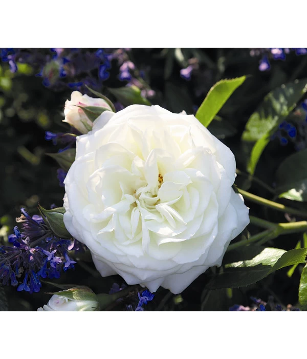 Beetrose 'Alabaster®' 3 Beetrose 'Alabaster®'