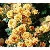 Zwergrose 'Apricot Clementine®' 1 Zwergrose 'Apricot Clementine®' -Pflanzenwelt Verkauf 7802788 PR DE 001 RoseApricotClementineTantauRet