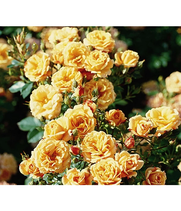 Zwergrose 'Apricot Clementine®' 3 Zwergrose 'Apricot Clementine®'