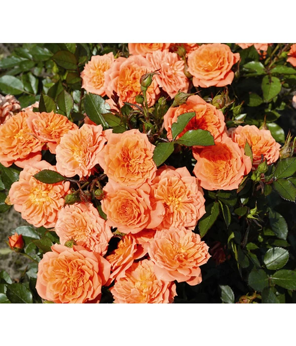 Zwergrose 'Ninetta®' 3 Zwergrose 'Ninetta®'