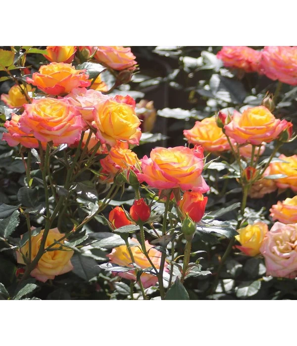 Zwergrose 'Tropical Clementine®' 3 Zwergrose 'Tropical Clementine®'