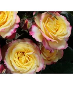 Zwergrose 'Tropical Clementine®' 5 Zwergrose 'Tropical Clementine®' -Pflanzenwelt Verkauf 7802952 PR DE 003 ZwergroseTropicalClementineTantau