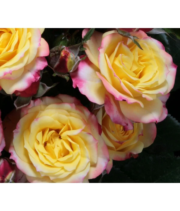 Zwergrose 'Tropical Clementine®' 4 Zwergrose 'Tropical Clementine®' – Bild 2