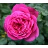 Edelrose 'J.W.v. Goethe Rose®', Stämmchen 1 Edelrose 'J.W.v. Goethe Rose®', Stämmchen -Pflanzenwelt Verkauf 7802978 PR DE 001 EdelroseJWGoetheTantau