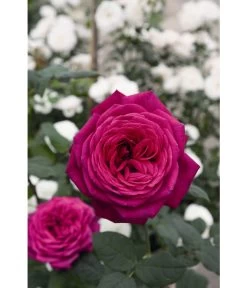 Edelrose 'J.W.v. Goethe Rose®', Stämmchen 5 Edelrose 'J.W.v. Goethe Rose®', Stämmchen -Pflanzenwelt Verkauf 7802978 WE DE 002 EdelroseJohannisWolfgangVonGoetheTantauRotLila