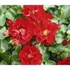Rose 'Matador®', Stämmchen -Pflanzenwelt Verkauf 7803067 WE DE 001 BodendeckerRoseMatadorTantauRotRet