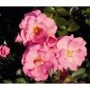 Bodendeckerrose 'Mirato®', 3er-Set 1 Bodendeckerrose 'Mirato®', 3er-Set -Pflanzenwelt Verkauf 7803091 WE FS 001 BodendeckerRoseMiratoTantauPink
