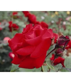 Kletterrose 'Santana®'