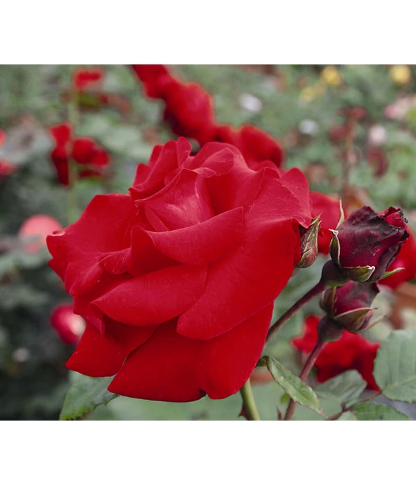 Kletterrose 'Santana®' 3 Kletterrose 'Santana®'