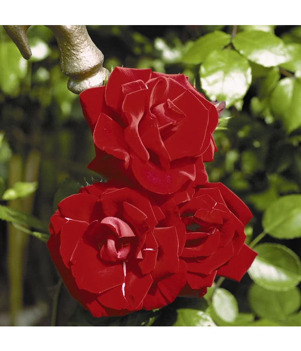 Kletterrose 'Santana®' 4 Kletterrose 'Santana®' – Bild 2