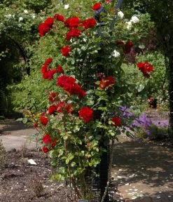 Kletterrose 'Santana®' 7 Kletterrose 'Santana®' -Pflanzenwelt Verkauf 7803216 WE MO 003 KletterroseSantanaTantauRot