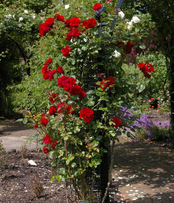 Kletterrose 'Santana®' 5 Kletterrose 'Santana®' – Bild 3