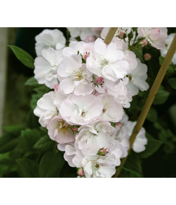 Ramblerrose 'Perennial Blush®' 3 Ramblerrose 'Perennial Blush®'