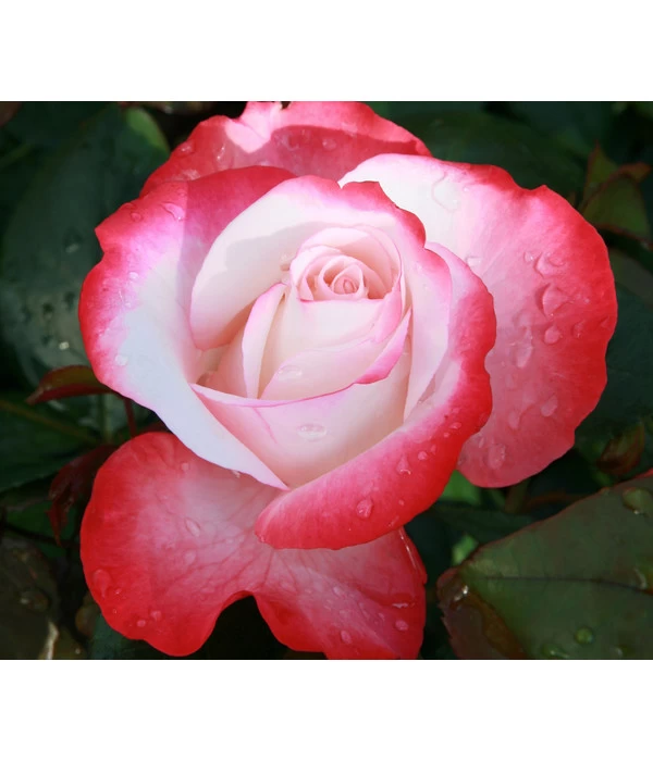 Edelrose 'Nostalgie®' 3 Edelrose 'Nostalgie®'