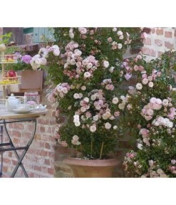 Zwerg-Kletterrose 'Starlet® Alina®' -Pflanzenwelt Verkauf 7803877 PR DE 001 StarletRoseAlinaTantau