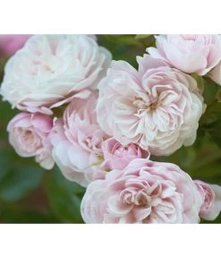 Zwerg-Kletterrose 'Starlet® Alina®' -Pflanzenwelt Verkauf 7803877 PR DE 002 StarletRoseAlinaTantau