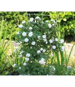 Zwerg-Kletterrose 'Starlet® Alina®' -Pflanzenwelt Verkauf 7803877 PR DE 003 StarletRoseAlinaTantau