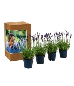 Duft-Lavendel 'Felice', 4er-Set 8 Duft-Lavendel 'Felice', 4er-Set -Pflanzenwelt Verkauf 7805773 WE FS 002 LavendelpaketDuftLavendelAngustifoliaFeliceLavandula4Pflanzen