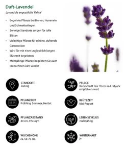 Lavendel-Set Lavendel-Vielfalt, 4-teilig 13 Lavendel-Set Lavendel-Vielfalt, 4-teilig -Pflanzenwelt Verkauf 7805773 WE IG 001 DuftLavendel