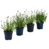 Lavendel-Set Lavendel-Vielfalt, 4-teilig 2 Lavendel-Set Lavendel-Vielfalt, 4-teilig -Pflanzenwelt Verkauf 7805781 WE FS 001 LavendelpaketMixLavandula4PflanzenT12