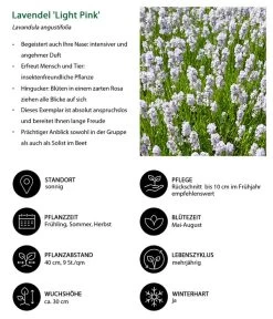 Lavendel-Set Lavendel-Vielfalt, 4-teilig 14 Lavendel-Set Lavendel-Vielfalt, 4-teilig -Pflanzenwelt Verkauf 7805781 WE IG 001 LavendelLightPinkAngustifoliaLightPinkLuckner