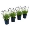 Dehners Bienen-Lavendel, 4er-Set 1 Dehners Bienen-Lavendel, 4er-Set -Pflanzenwelt Verkauf 7805799 WE FS 001 LavendelpaketBieneBienenlavendelLavandula4PflanzenT12