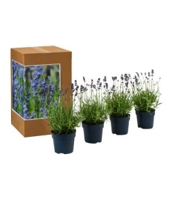 Dehners Bienen-Lavendel, 4er-Set -Pflanzenwelt Verkauf 7805799 WE FS 002 LavendelpaketBieneBienenlavendelLavandula4PflanzenT12