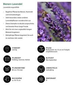 Lavendel-Set Lavendel-Vielfalt, 4-teilig 12 Lavendel-Set Lavendel-Vielfalt, 4-teilig -Pflanzenwelt Verkauf 7805799 WE IG 001 BienenLavendel