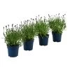 Schmetterlings-Lavendel 'Royal Blue', 4er-Set 1 Schmetterlings-Lavendel 'Royal Blue', 4er-Set -Pflanzenwelt Verkauf 7805807 WE FS 001 LavendelpaketLavandulaSchmetterlingslavendel4PflanzenT12