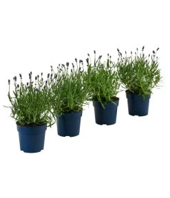 Schmetterlings-Lavendel 'Royal Blue', 4er-Set