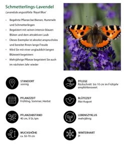 Schmetterlings-Lavendel 'Royal Blue', 4er-Set 7 Schmetterlings-Lavendel 'Royal Blue', 4er-Set -Pflanzenwelt Verkauf 7805807 WE IG 001 SchmetterlingsLavendel