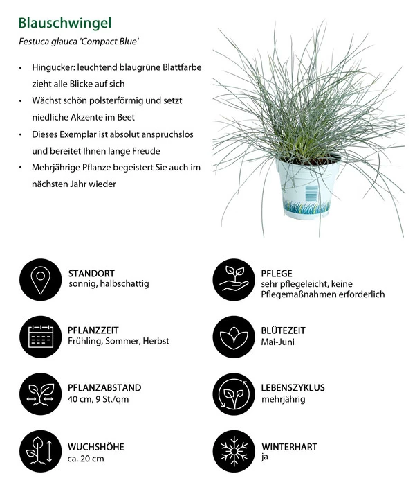 Blauschwingel 'Compact Blue' 7 Blauschwingel 'Compact Blue' – Bild 5