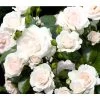 Bodendeckerrose 'Aspirin®', 3er-Set 2 Bodendeckerrose 'Aspirin®', 3er-Set -Pflanzenwelt Verkauf 7810476 PR DE 001 BodendeckerroseAspirinRet