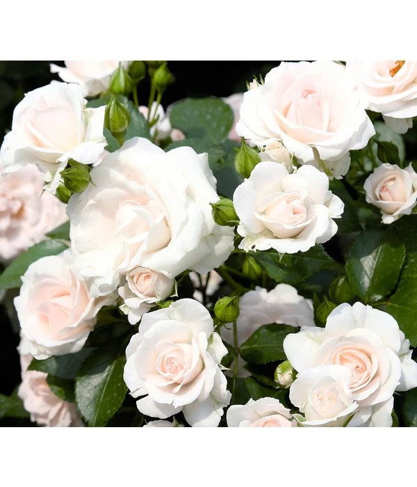 Bodendeckerrose 'Aspirin®', 3er-Set 3 Bodendeckerrose 'Aspirin®', 3er-Set