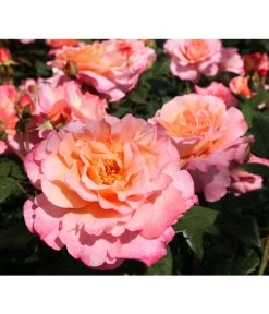 Rosen-Set Duftrosentraum, 3-teilig 9 Rosen-Set Duftrosentraum, 3-teilig -Pflanzenwelt Verkauf 7814536 BildD 001 EdelroseAugustaLuiseAugusta