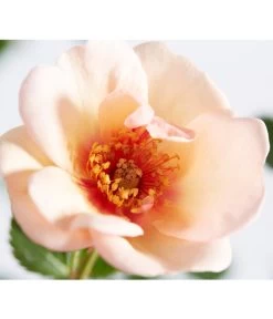 Persische Rosen, Verschiedene Farben 16 Persische Rosen, Verschiedene Farben -Pflanzenwelt Verkauf 7815392 WE DE 001 RosaPersicaDehnerExpressZS