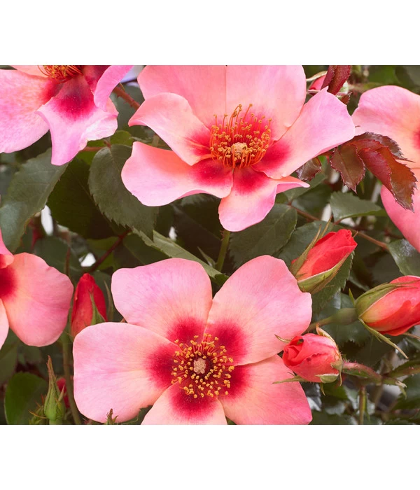 Persische Rosen, Verschiedene Farben 3 Persische Rosen, Verschiedene Farben