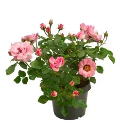 Persische Rosen, Verschiedene Farben 17 Persische Rosen, Verschiedene Farben -Pflanzenwelt Verkauf 7815392 WE FS 001 BeetrosePersicaRosaPersicaAllgreenAngelEyes