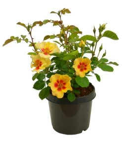 Persische Rosen, Verschiedene Farben 19 Persische Rosen, Verschiedene Farben -Pflanzenwelt Verkauf 7815392 WE FS 002 BeetrosePersicaRosaPersicaAllgreenEyeOfTheTiger