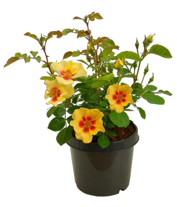 Persische Rosen, Verschiedene Farben 7 Persische Rosen, Verschiedene Farben – Bild 5